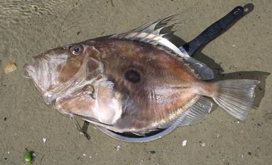 yum caught by my hubby 6lb john dory